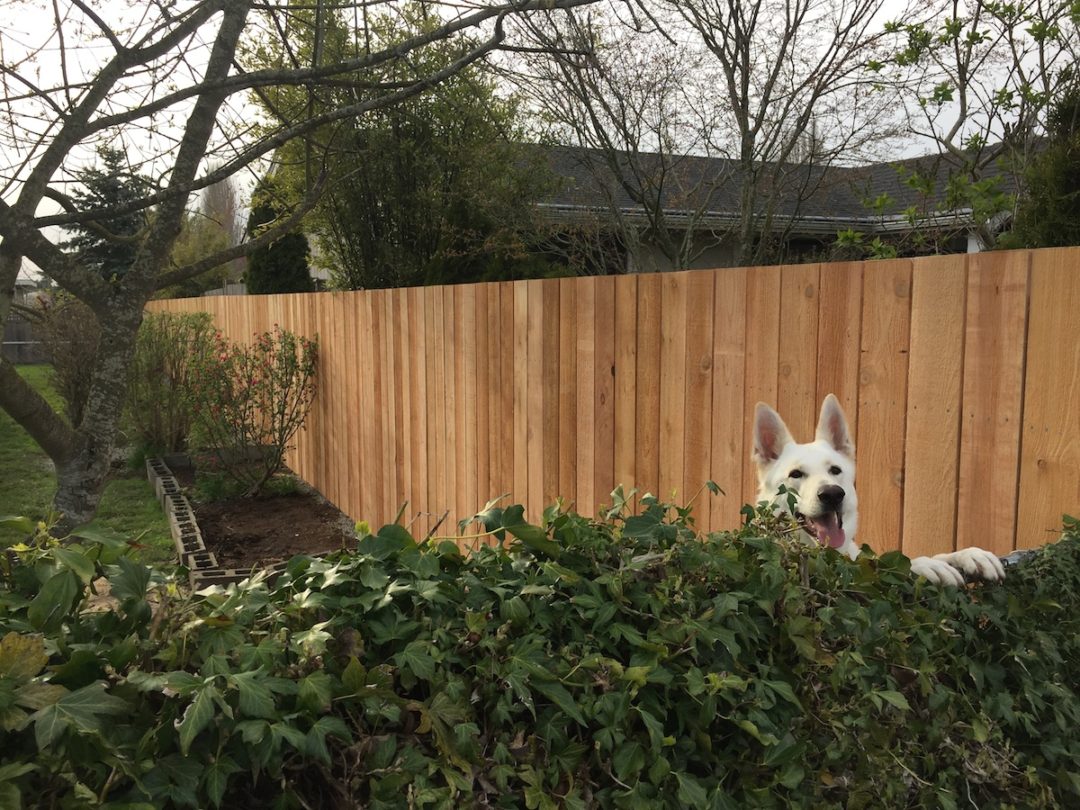 Fences and Repair